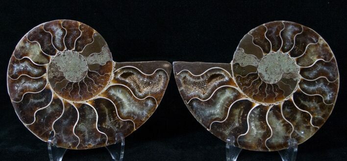 Polished Ammonite Pair - Million Years #15887